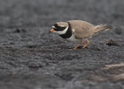 Strre strandpipare [Com. R. Plover] IMGL9714.jpg