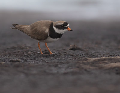 Strre strandpipare [Com. R. Plover] IMGL9723.jpg