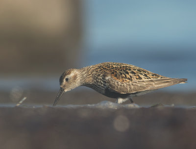 Krrsnppa  [Dunlin] IMGL0876.jpg