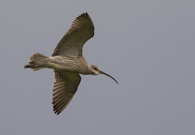 Storspov [Eurasian Curlew] IMGL8925.jpg