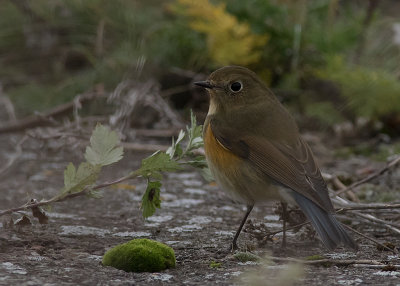 Tajgablstjrt [Red-flanked Bluetail] IMGL2637.jpg