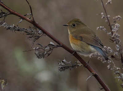 Tajgablstjrt [Red-flanked Bluetail] IMGL2724.jpg