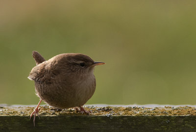 Grdsmyg [Eurasian Wren] IMGL2740.jpg