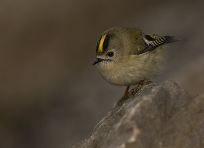Kungsfgel  [Goldcrest] IMGL2770.jpg