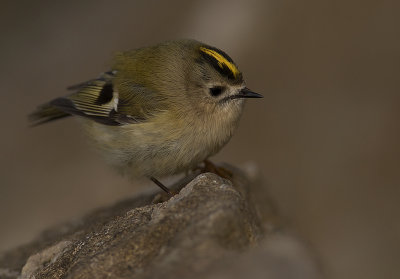 Kungsfgel  [Goldcrest] IMGL2774.jpg