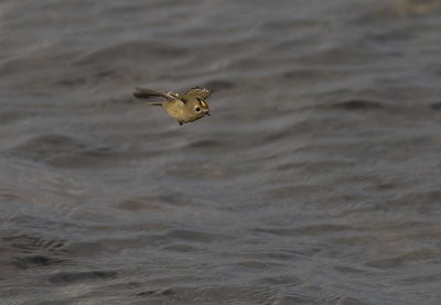 Kungsfgel  [Goldcrest] IMGL2825.jpg