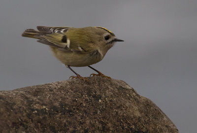 Kungsfgel  [Goldcrest] IMGL3158.jpg