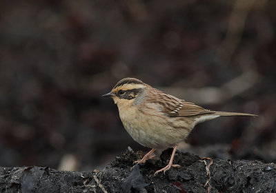 Sibirisk jrnsparv [Siberian Accentor] IMGL2890.jpg