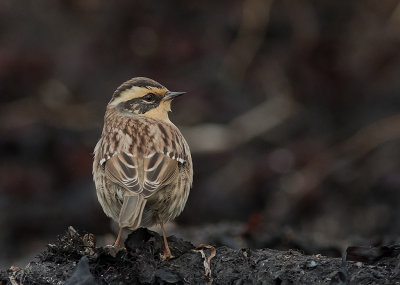 Sibirisk jrnsparv [Siberian Accentor] IMGL2899.jpg