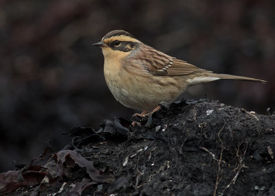 Sibirisk jrnsparv [Siberian Accentor] IMGL2914.jpg