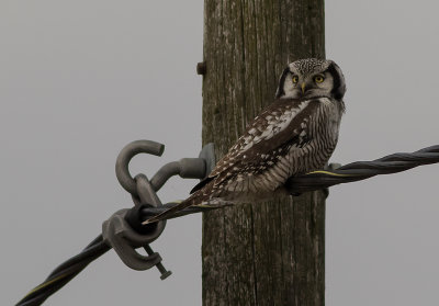 Hkuggla [Northern Hawk Owl] IMGL2923.jpg