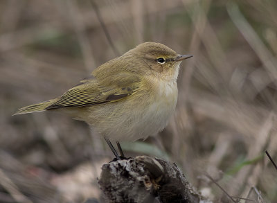 Gransngare [Chiffchaff] IMGL3207.jpg