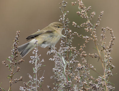 Gransngare [Chiffchaff] IMGL3254.jpg