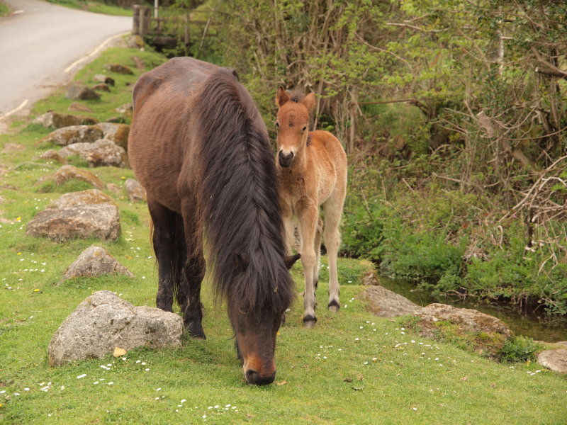 WILD PONY & FOAL ON DARTMOOR