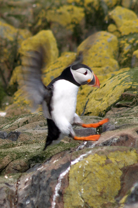 FARNE ISLANDS & NORTHUMBERLAND COAST