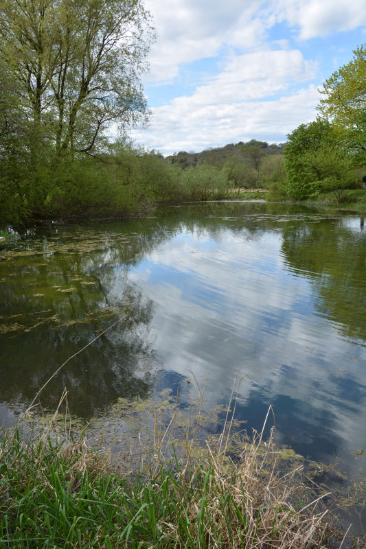 Pond in Sizergh Cumbria