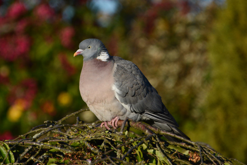 Wood Pigeon 