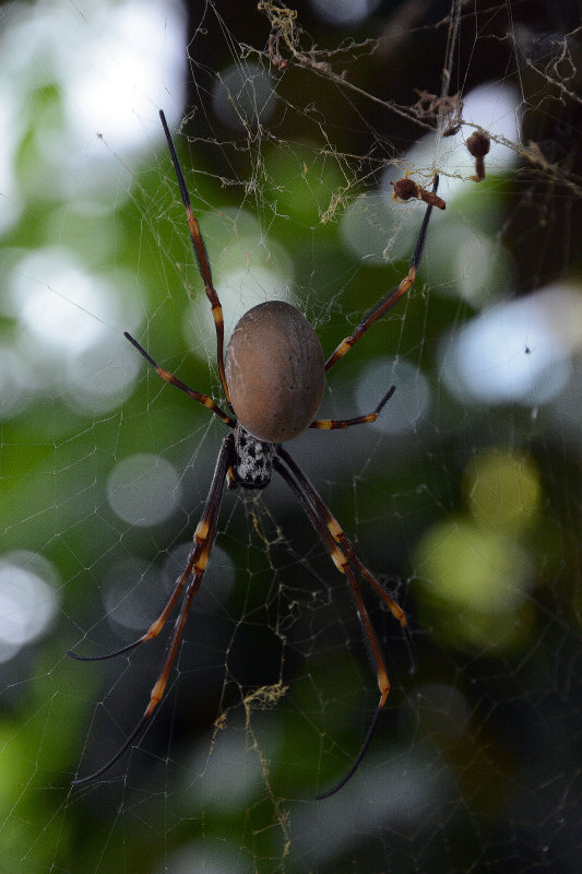 Orb Spider in Sydney Botanical gardens