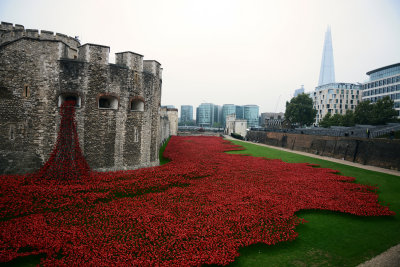 Tower of London Poppy Field