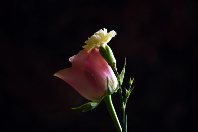 g9/78/750778/3/161812047.MQczxRWl.jpg