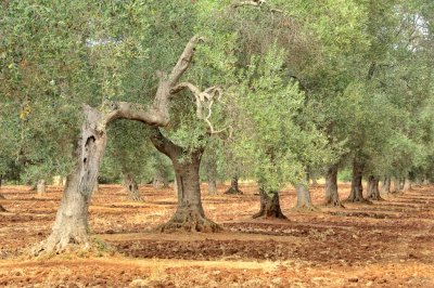 Ombre e Sole Puglia