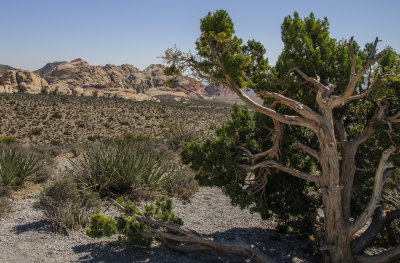 Red Rock Canyon