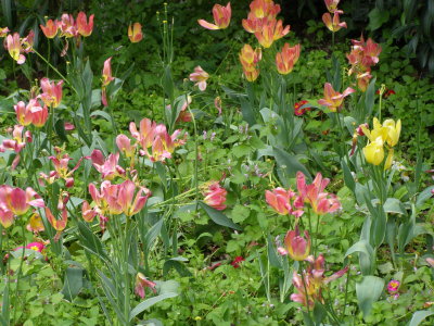 The Turks claim that tulips originated in Turkey. (They're on everything.)