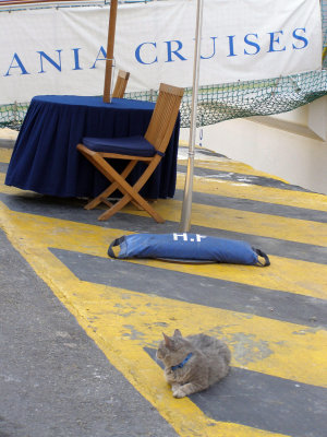 Well cared for Greek cat welcoming us back aboard