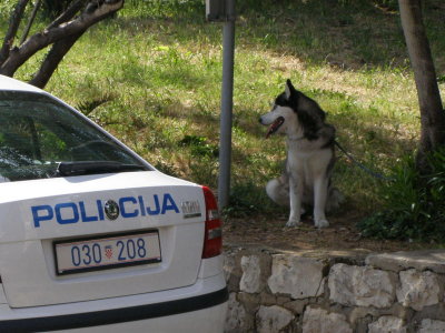 Police dog on duty