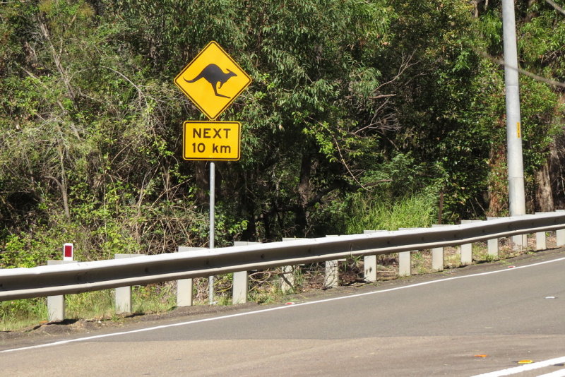 55 Road sign, kangaroo warning 