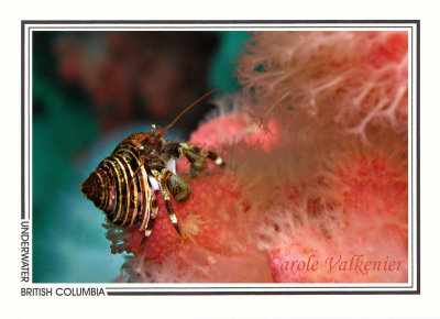 250 Greenmark hermit crab on soft coral (Pagurus caurinus), Browning Passage, Queen Charlotte Strait