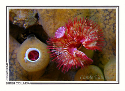 252 Calcareous tube worms (Serpula columbiana), Mozino Point, Tahsis Inlet