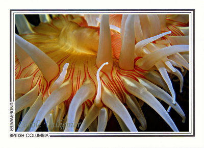 254 Fish-eating anemone (Urticina piscivora), Mozino Point, Tahsis Inlet