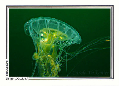 256 Sea blubber jellyfish (Cyanea capillata), Mozino Point, Tahsis Inlet