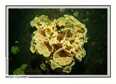 258 Cloud sponge (Aphrocallistes vastus), Agamemnon Channel