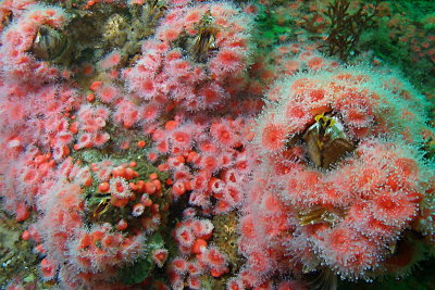 1440.7   Giant barnacles in strawberry anemones, Mozino Point