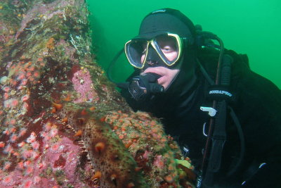 1440.10   Diver and sea cucumber, Mozino Point