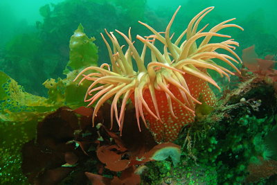 C260   White-spotted anemone, Mozino Point