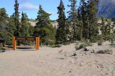 43 Carcross Desert