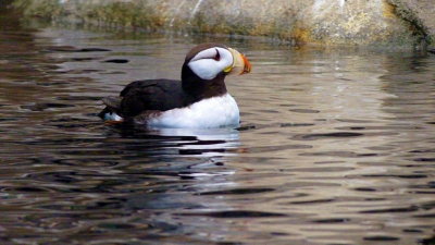 115 Seward Sea Life Center, puffin