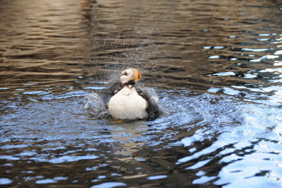 116 Seward Sea Life Center, puffin