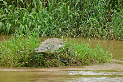 100 Costa Rica, crocodile