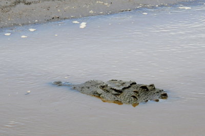 102 Costa Rica, crocodile