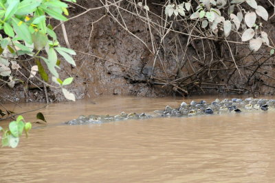 104 Costa Rica, crocodile