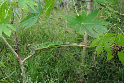 108 Costa Rica, lizard