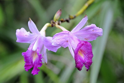 118 Costa Rica, orchids