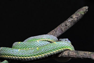 119 Costa Rica, snake