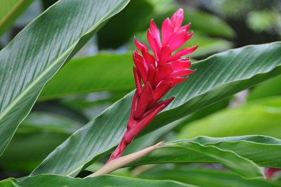 188 Cartagena, ginger flower