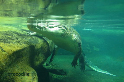 25 Sydney Zoo, crocodile