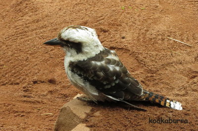 26 Sydney Zoo, kookaburra 